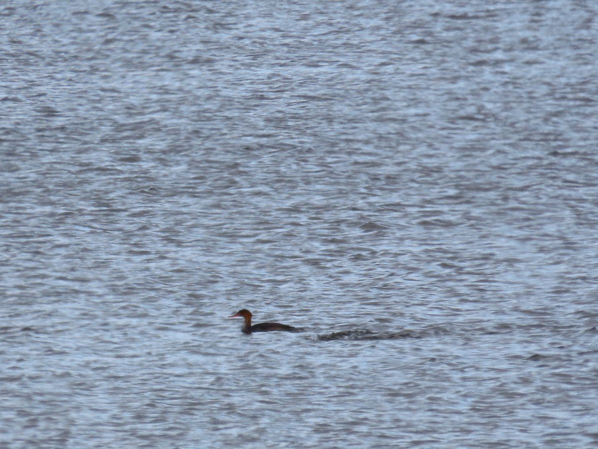 Red-breasted Merganser - ML646214529