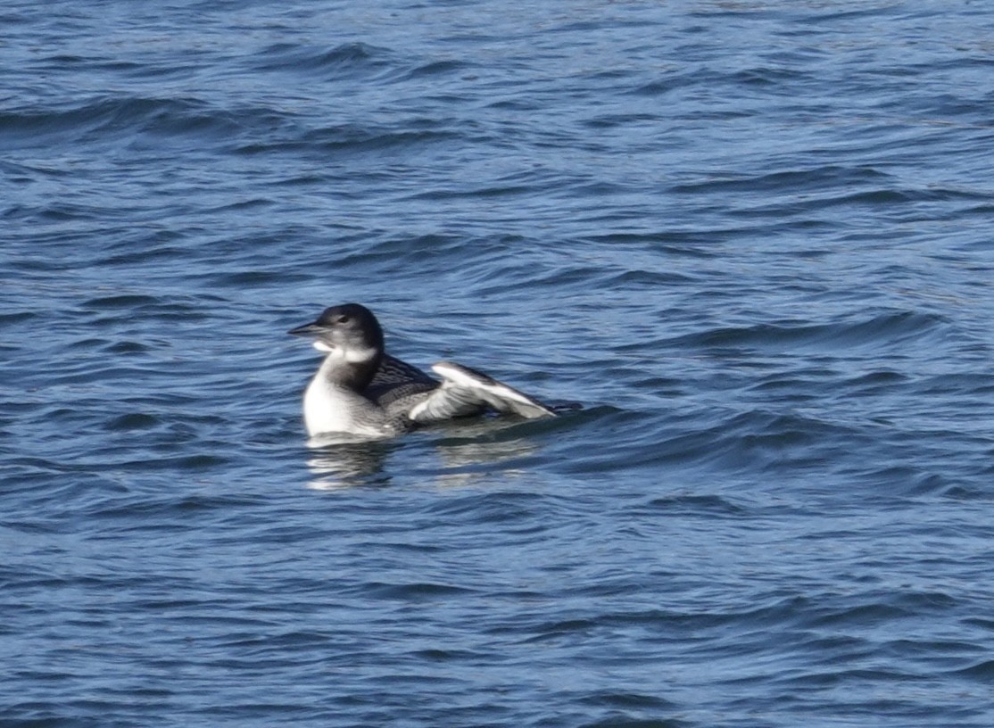 Common Loon - ML646214536