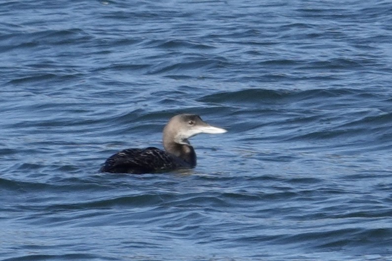 Common Loon - ML646214537