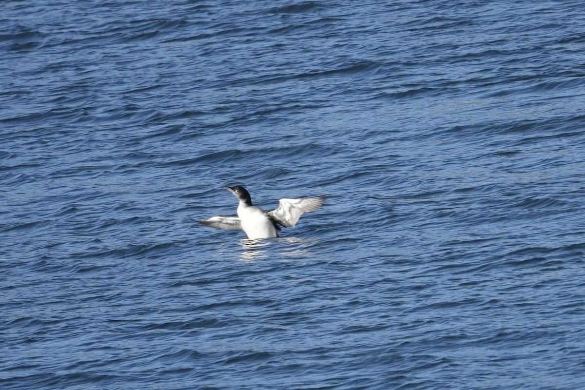 צוללן צפוני - ML646214538
