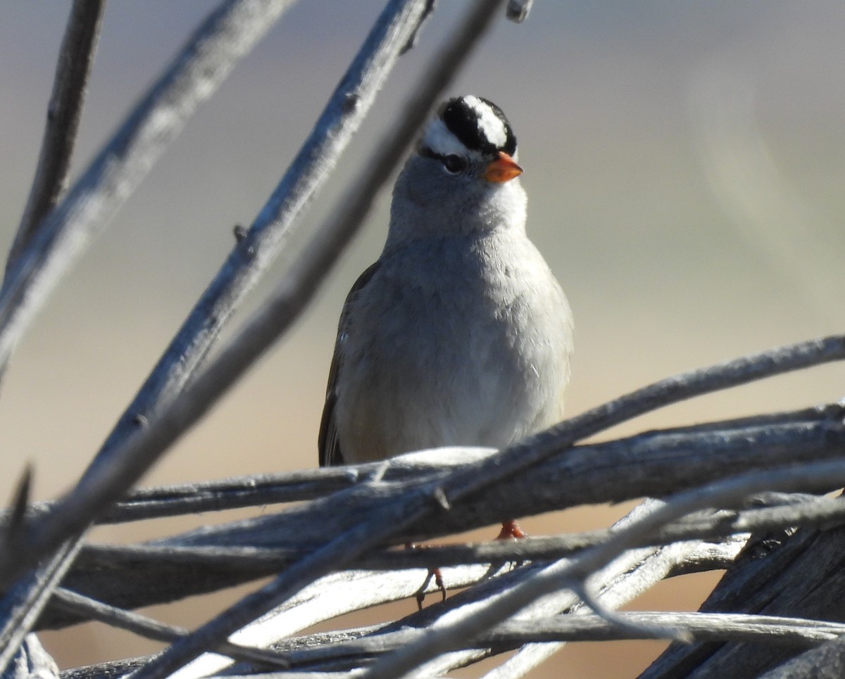 White-crowned Sparrow (Gambel's) - ML646214540