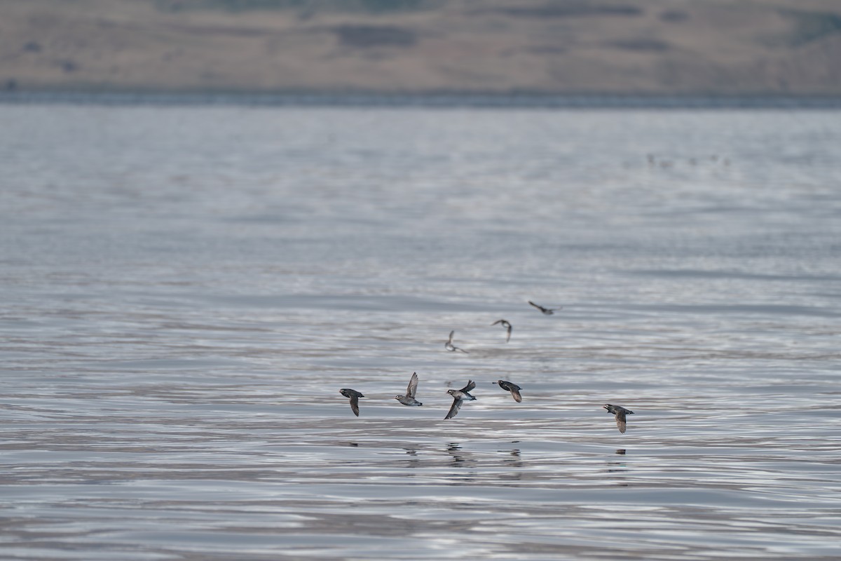 Whiskered Auklet - ML646214541