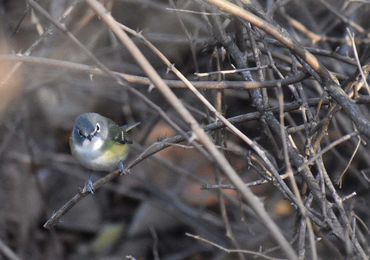 フタスジモズモドキ - ML646214542