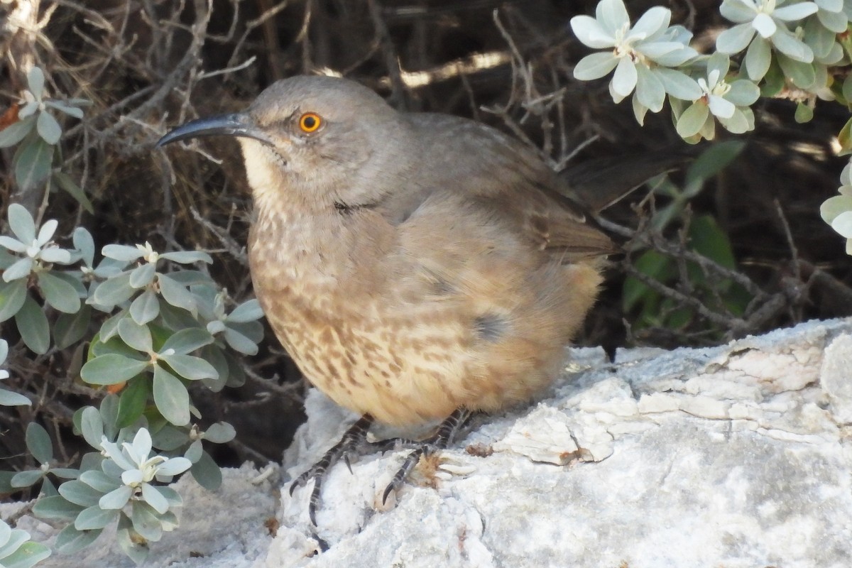 Curve-billed Thrasher - ML646214543