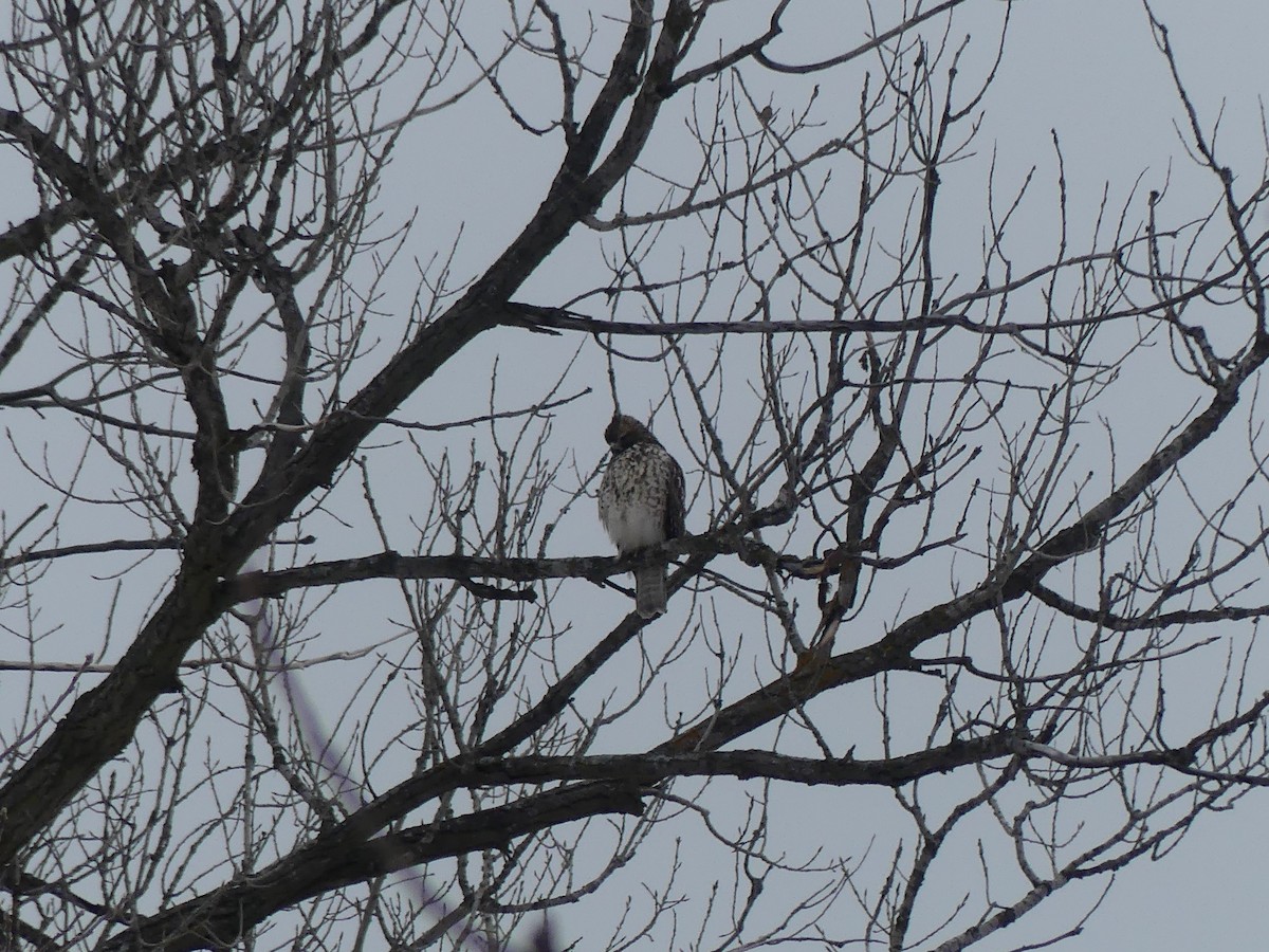 Red-shouldered Hawk - ML646214544