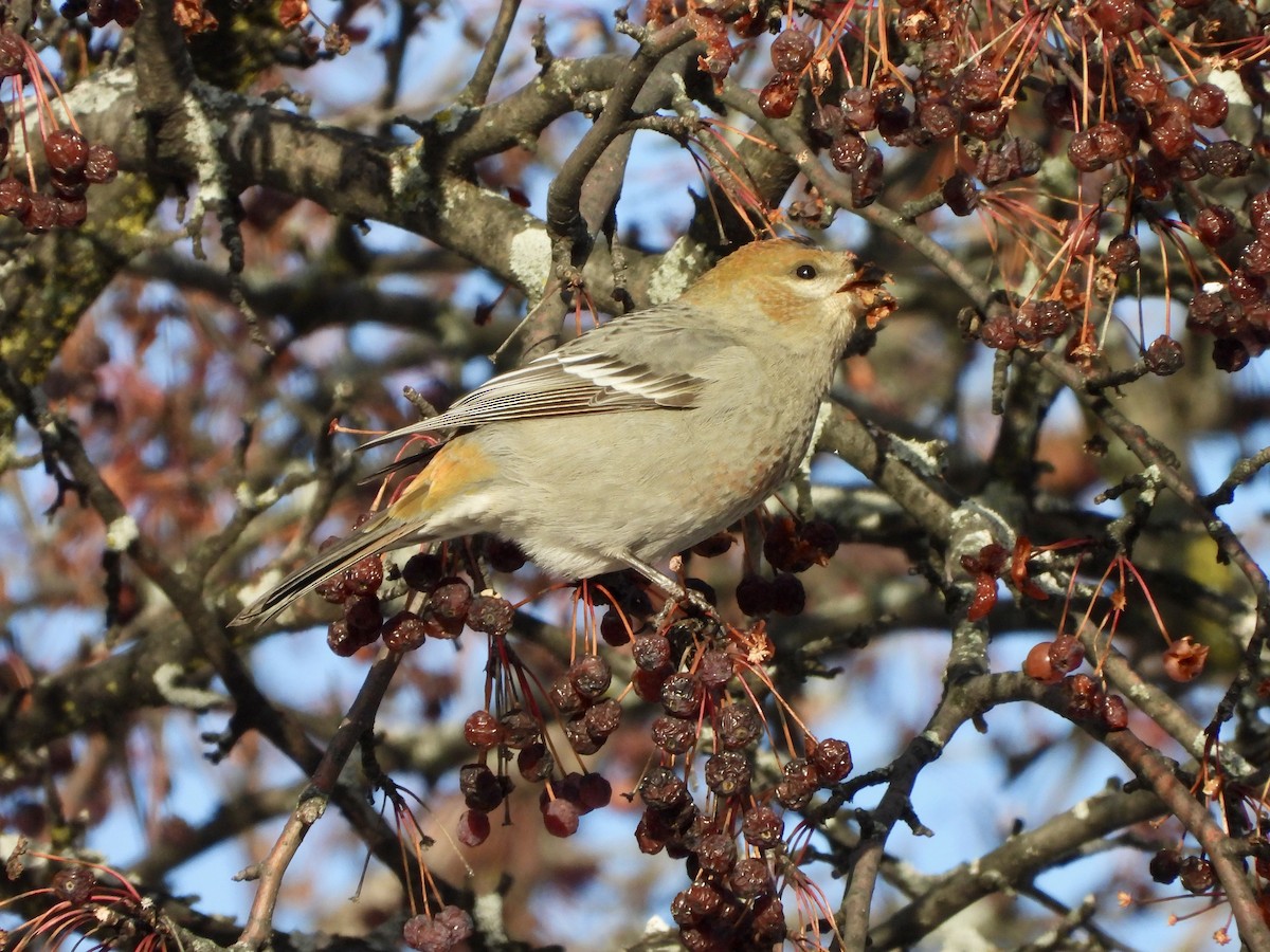 פתיאלי אורנים - ML646214546