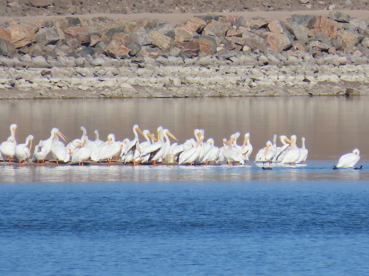 שקנאי אמריקני - ML646214547