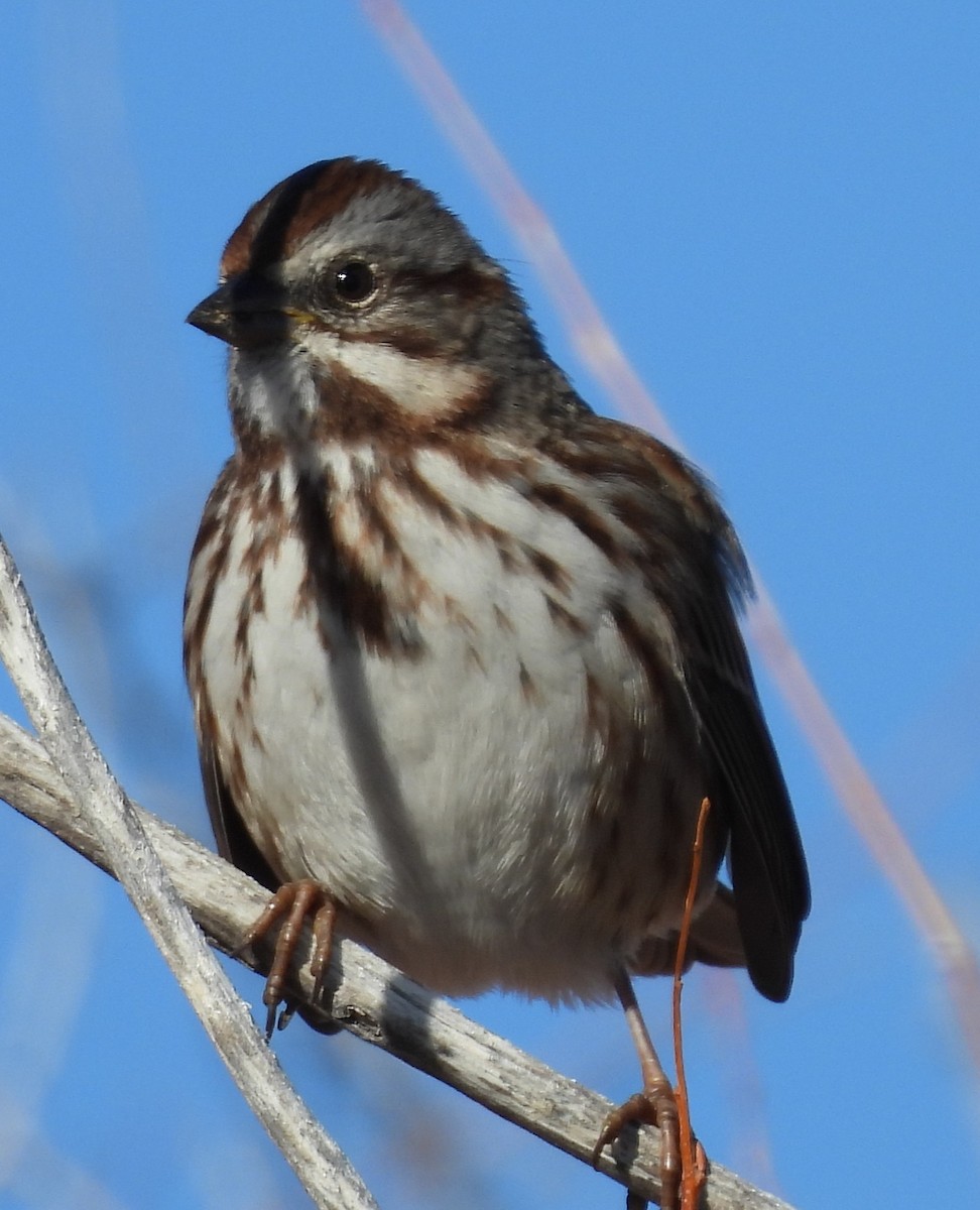 גיבתונית רוננת - ML646214551