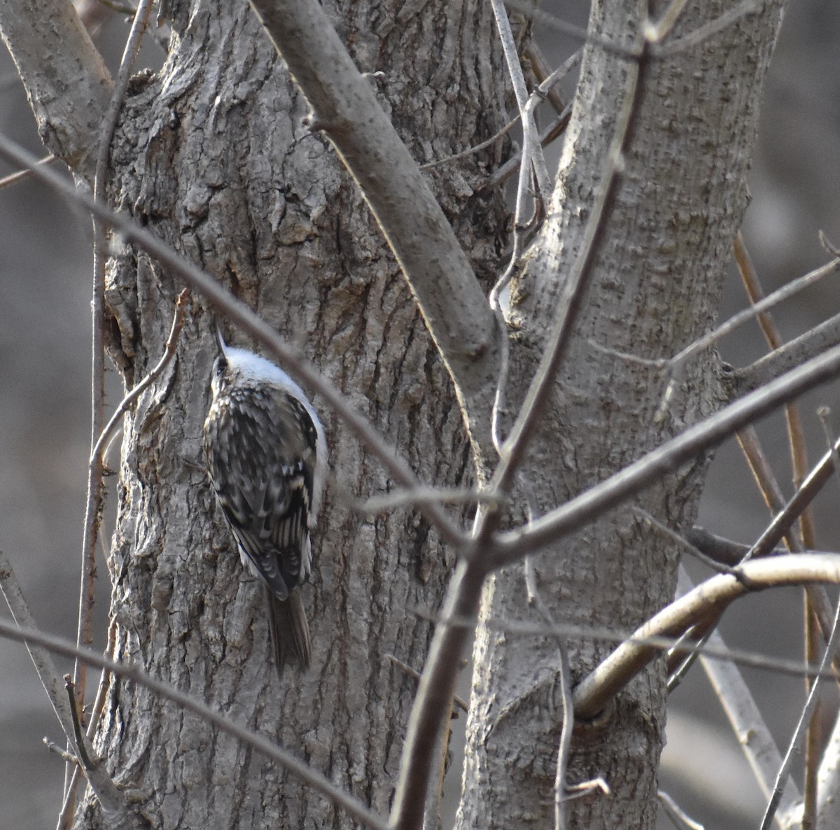 Brown Creeper - ML646214552