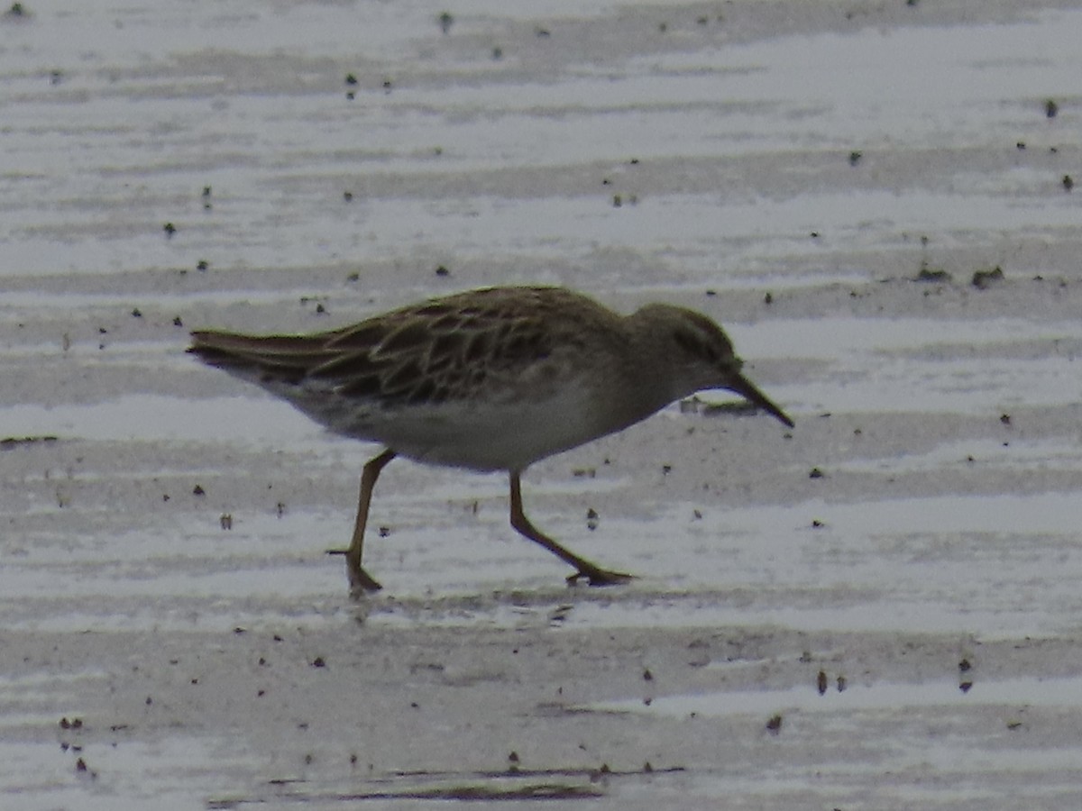 חופית חדת-זנב - ML646214553