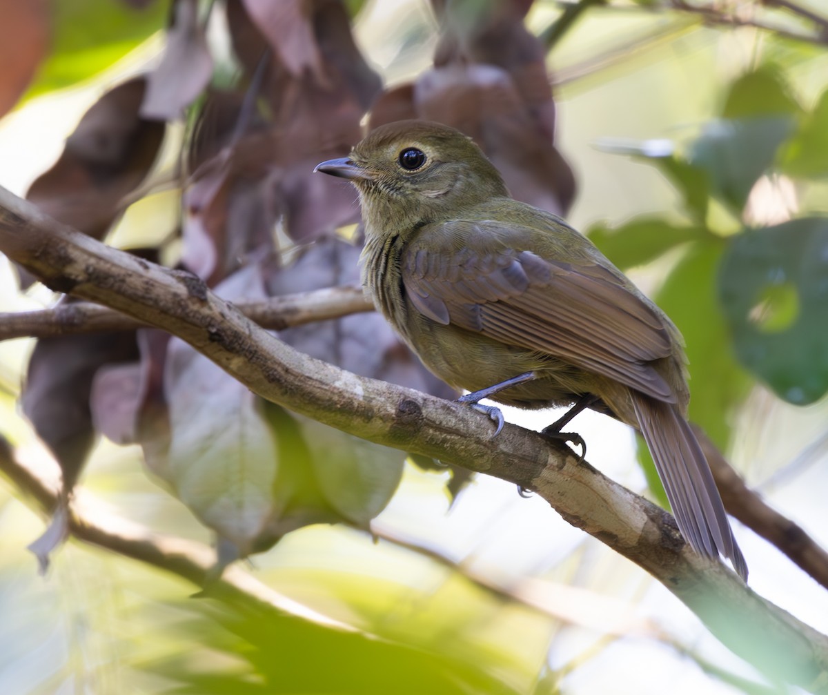 Greenish Schiffornis - ML646214554