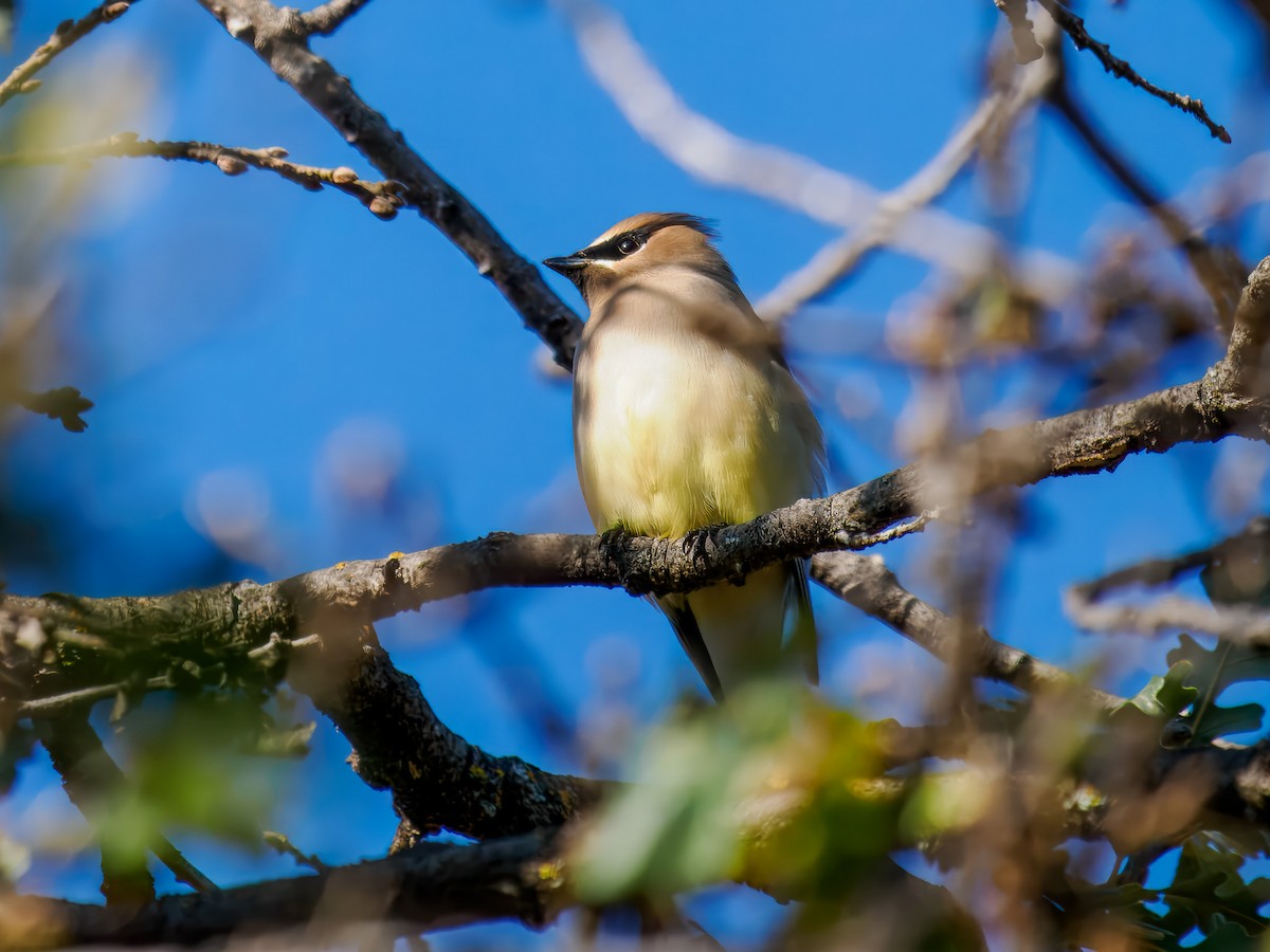 ציצנית אמריקנית - ML646214555