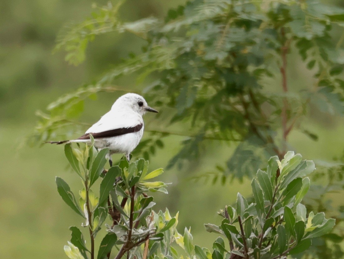 White Monjita - ML646214557