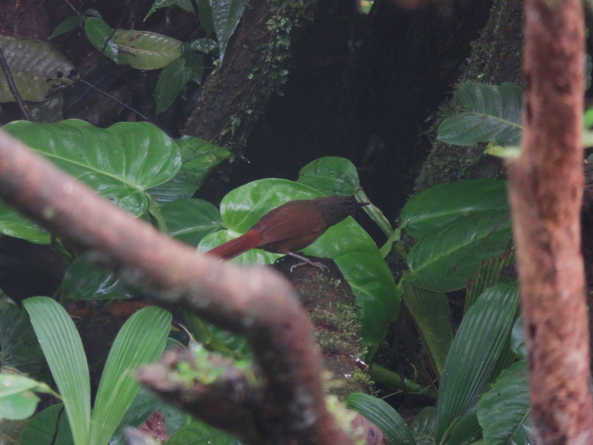 Streak-capped Treehunter - ML646214558