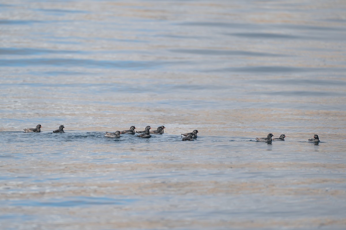 Whiskered Auklet - ML646214559