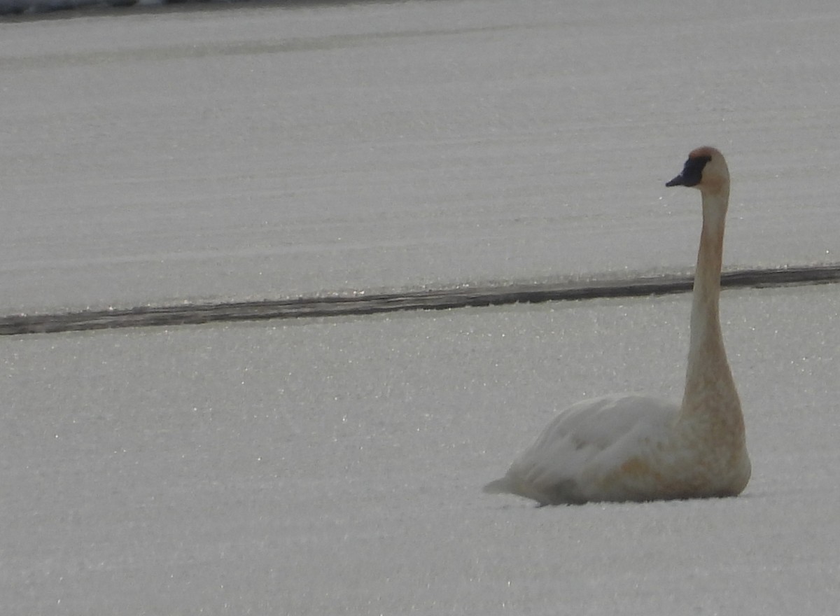 ברבור אמריקני - ML646214560