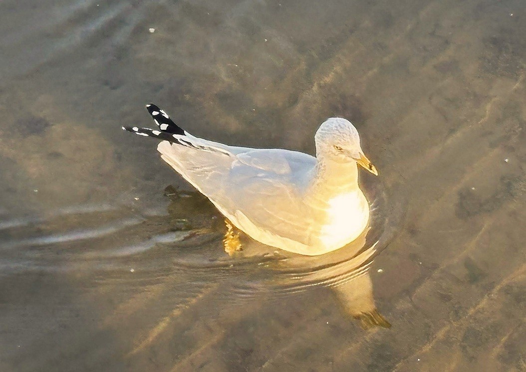 שחף עקוד-מקור - ML646214563