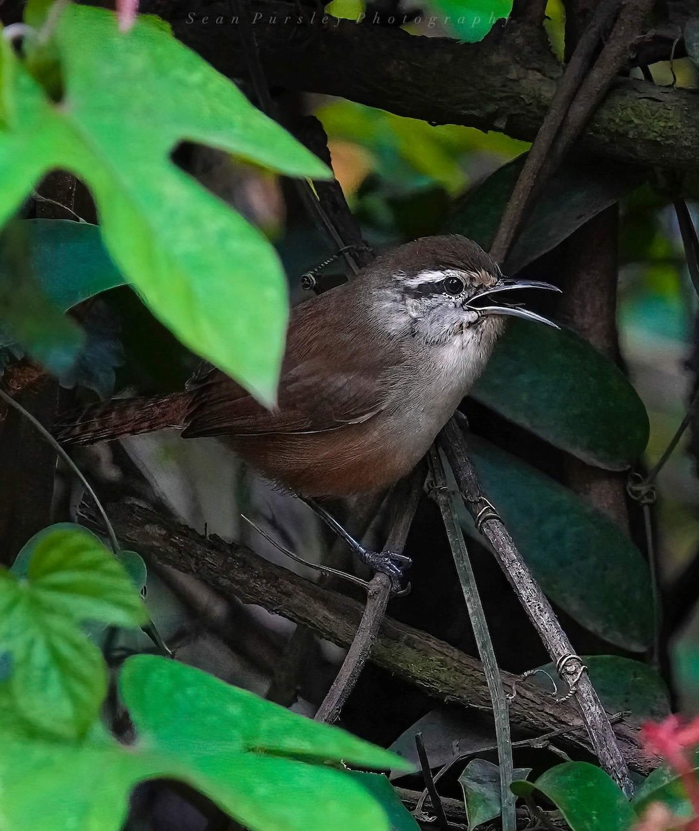 Cabanis's Wren - ML646214565