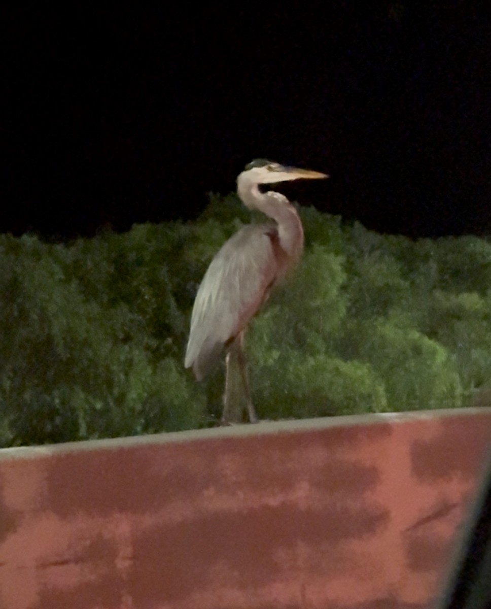 אנפה אמריקנית - ML646214566