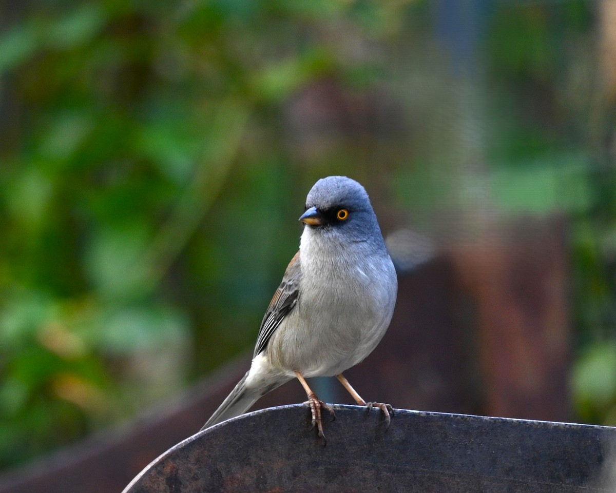Yellow-eyed Junco - ML646214567