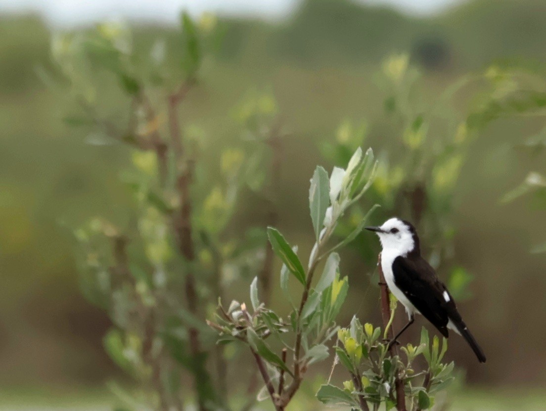 Black-backed Water-Tyrant - ML646214572