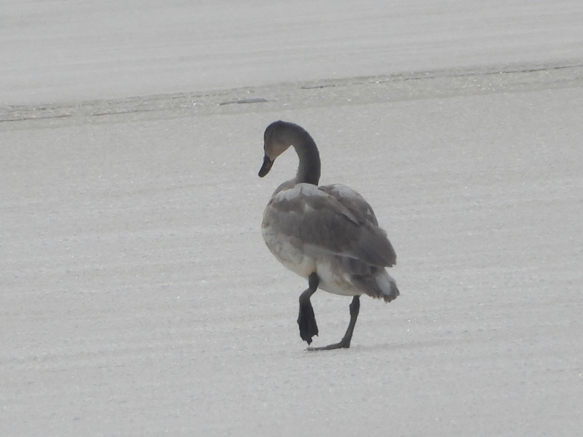 ברבור אמריקני - ML646214573