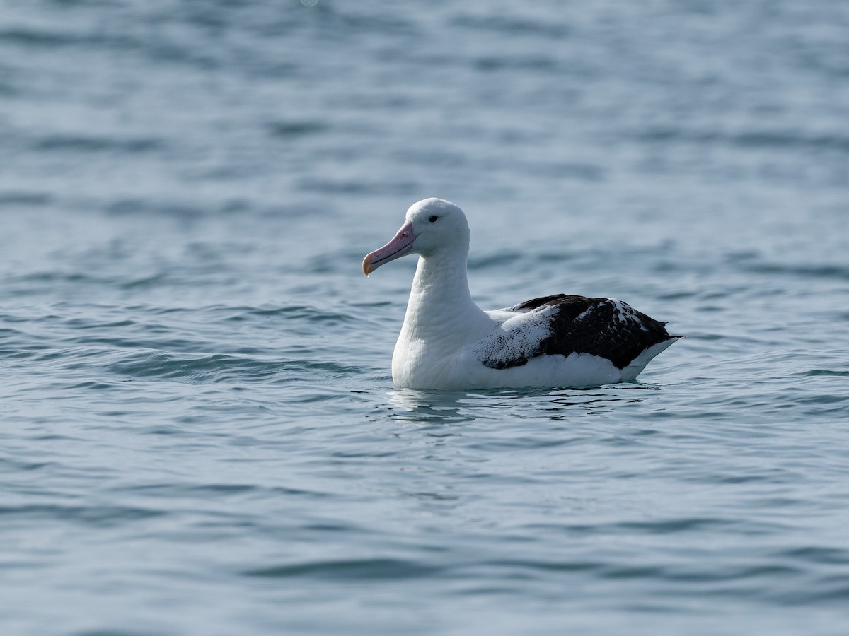 Southern Royal Albatross - ML646214574