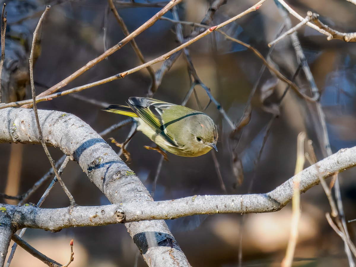 מלכילון אמריקני - ML646214575