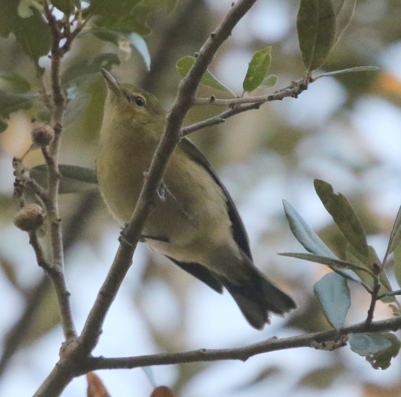Bay-breasted Warbler - ML646214577