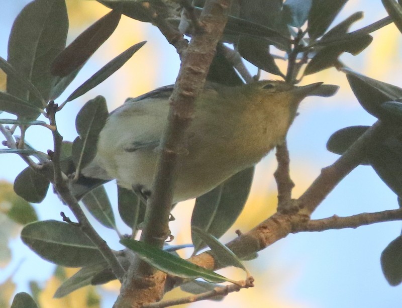 Bay-breasted Warbler - ML646214578