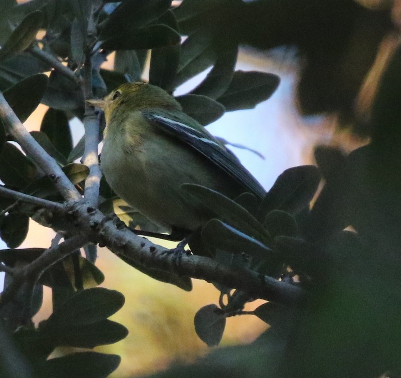 Bay-breasted Warbler - ML646214579
