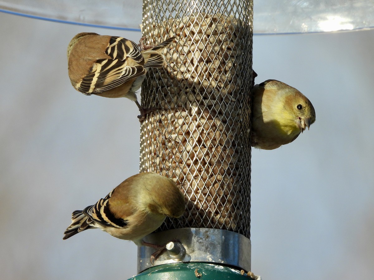 American Goldfinch - ML646214580
