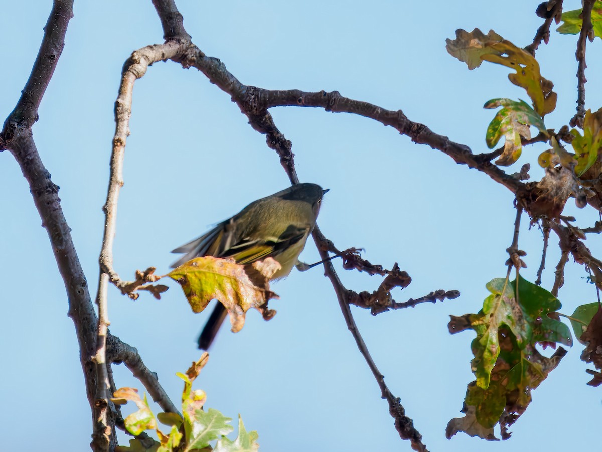 מלכילון אמריקני - ML646214581