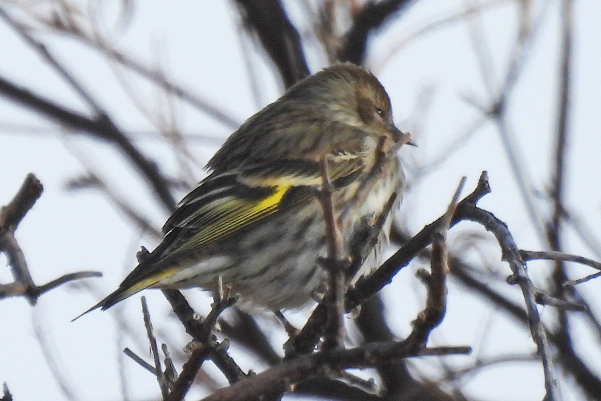 Pine Siskin - ML646214582