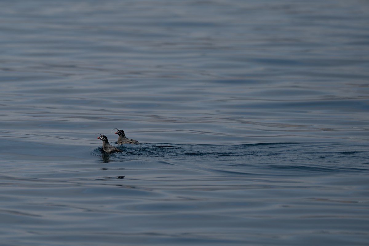 Whiskered Auklet - ML646214583