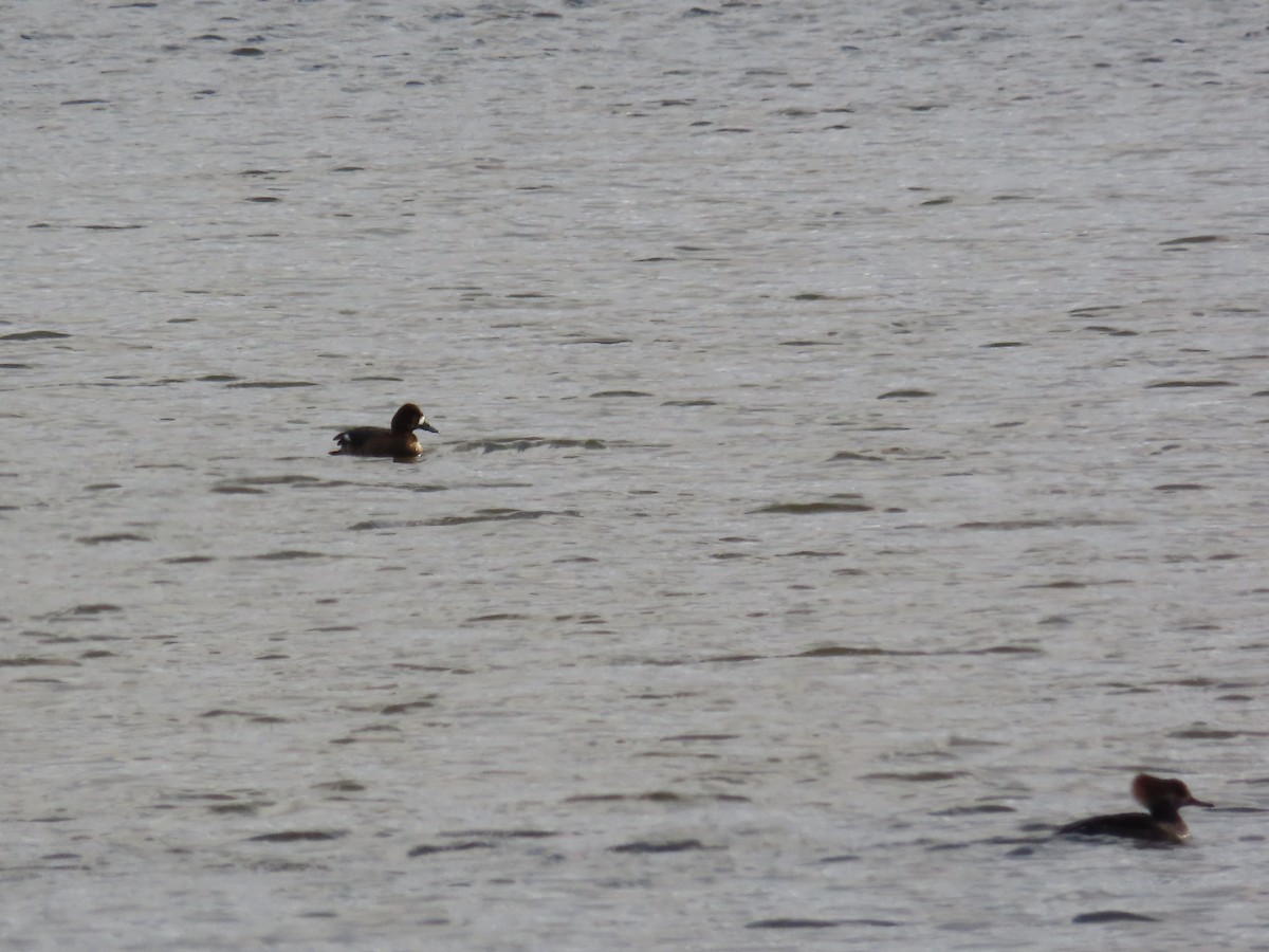 צולל בינוני - ML646214584