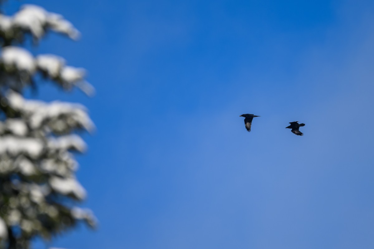 Common Raven - ML646214587