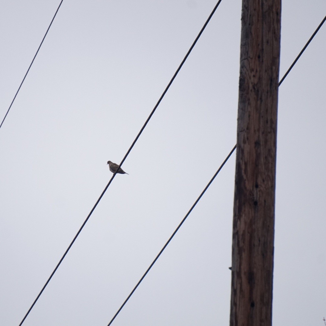 Mourning Dove - ML646214588