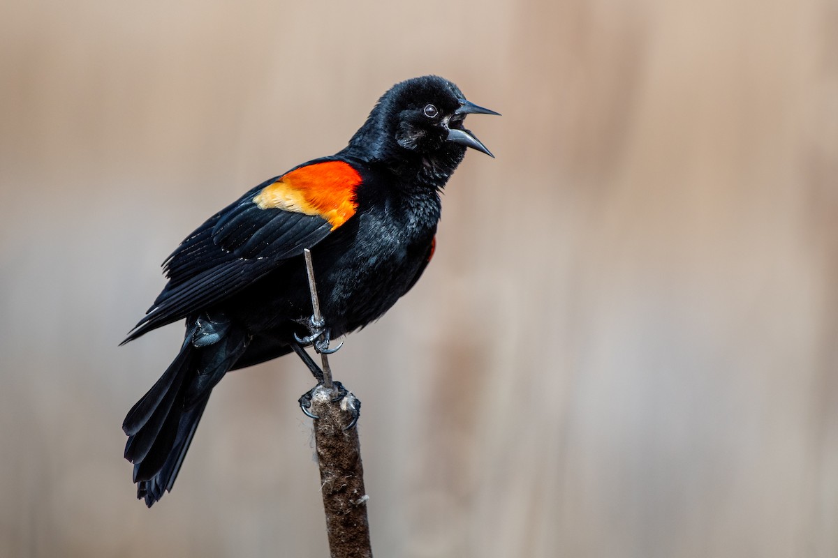 Red-winged Blackbird - ML646214589