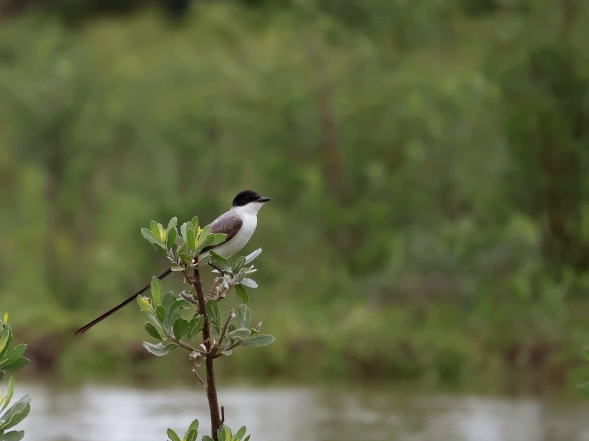 Fork-tailed Flycatcher - ML646214592