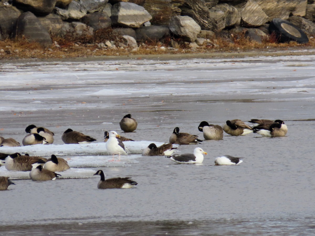 Büyük Kara Sırtlı Martı - ML646214594