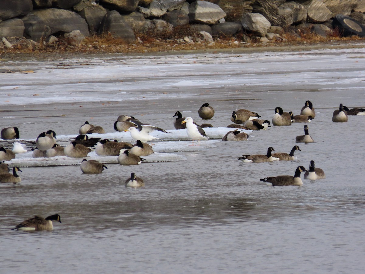 Büyük Kara Sırtlı Martı - ML646214595