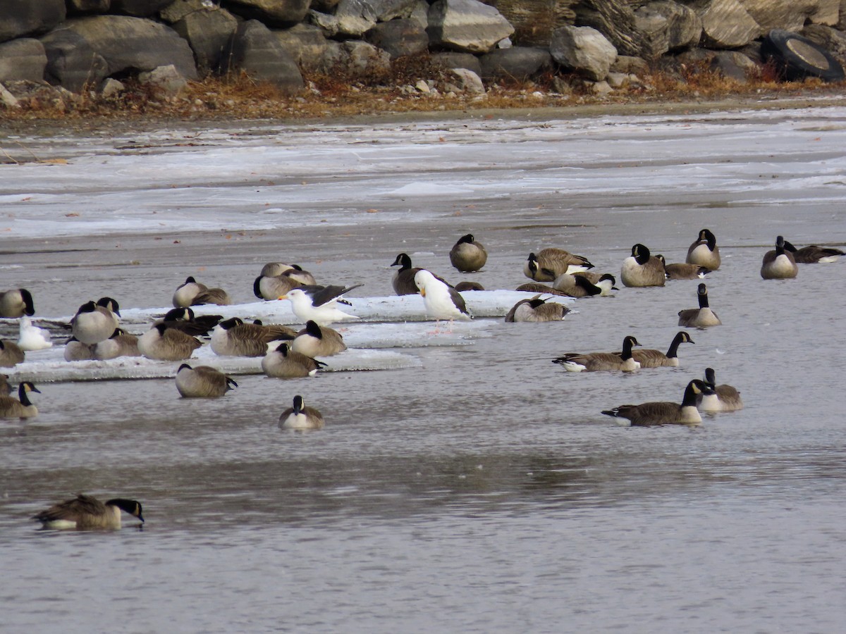 Büyük Kara Sırtlı Martı - ML646214596