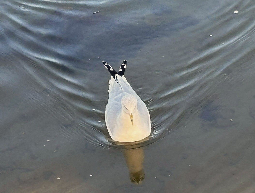 Ring-billed Gull - ML646214599