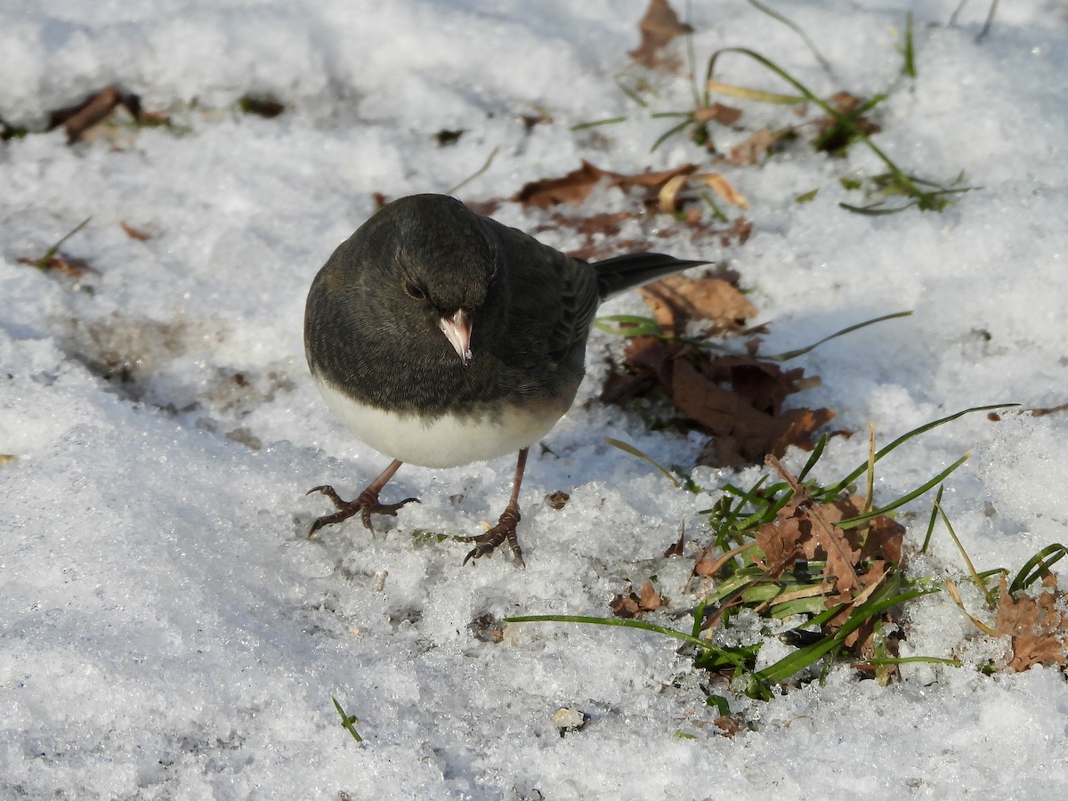 Dark-eyed Junco - ML646214607