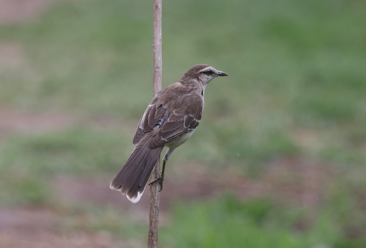 drozdec bělobrvý - ML646214608