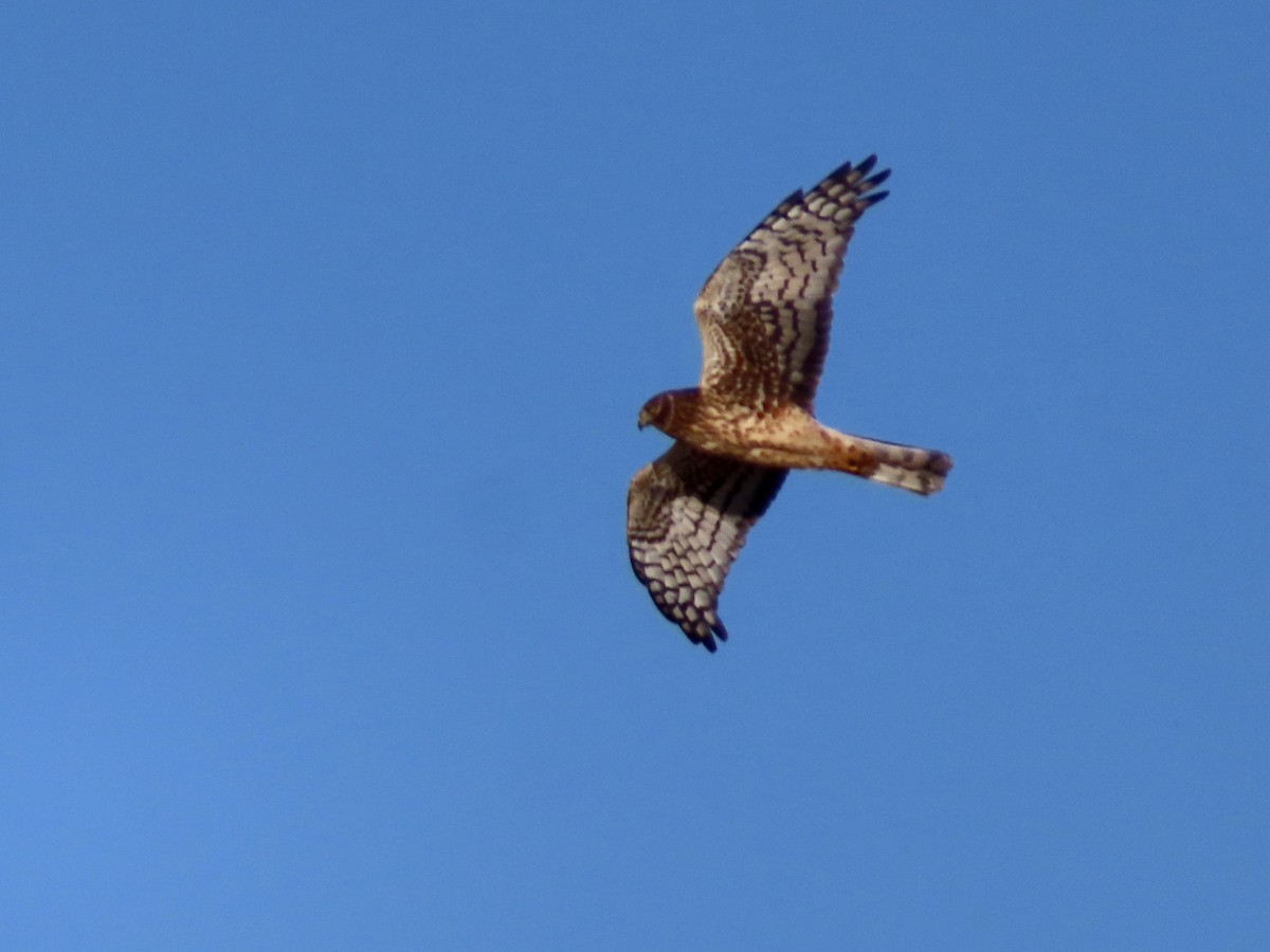 Northern Harrier - ML646214613