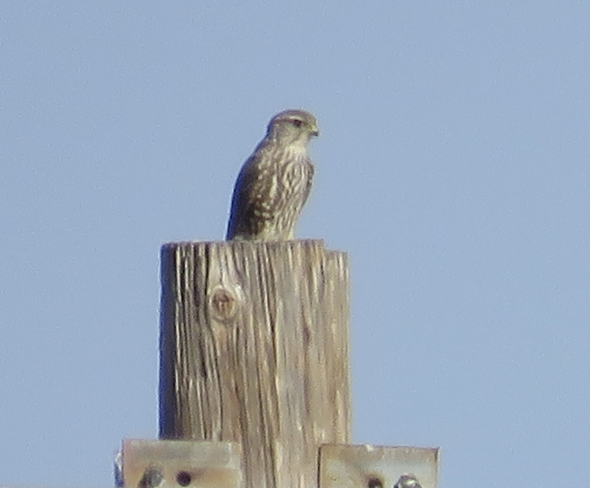 Merlin (Prairie) - ML646214615