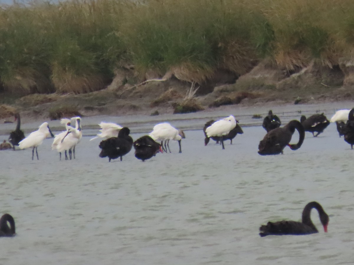 Royal Spoonbill - ML646214624