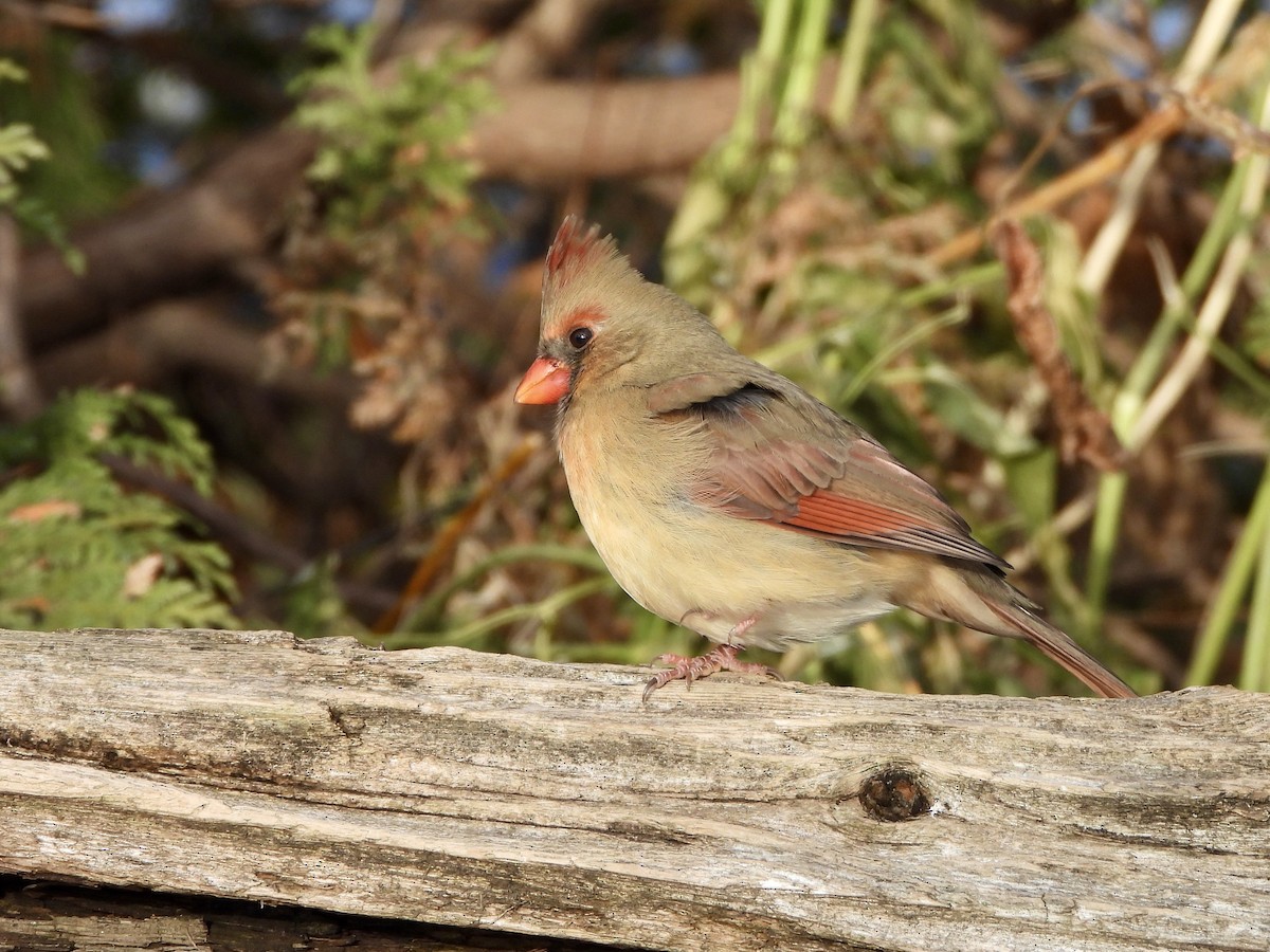 Northern Cardinal - ML646214629